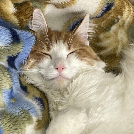 ノルウェージアンフォレストキャットのジョシュアちゃん