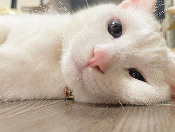 くつろぐコハクさん