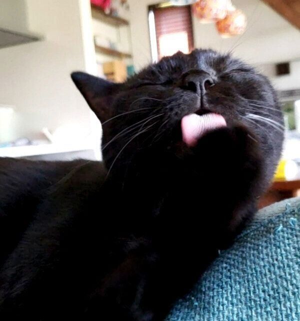 まったりするゆずちゃん