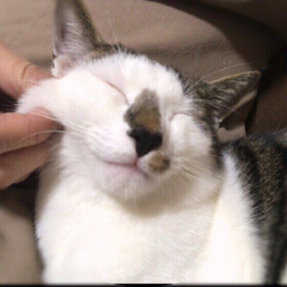 マッサージされるサバトラ