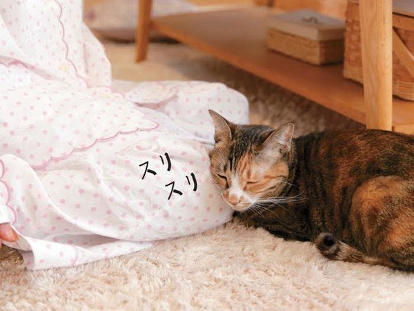 猫のスリスリ行動とは