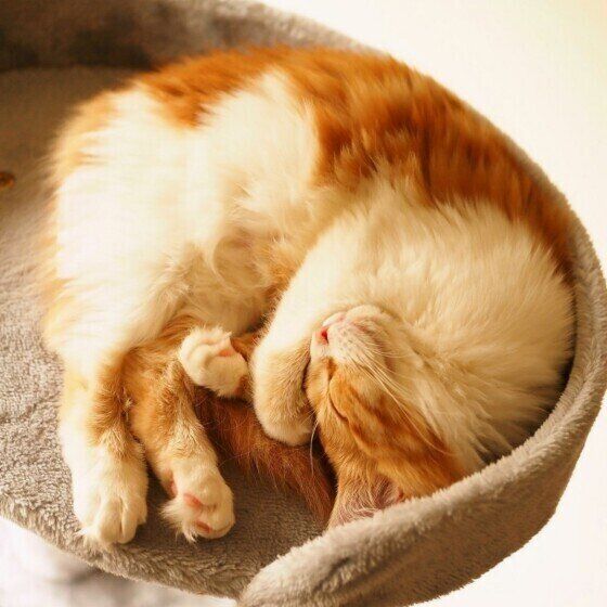 マンチカンのカノンちゃん