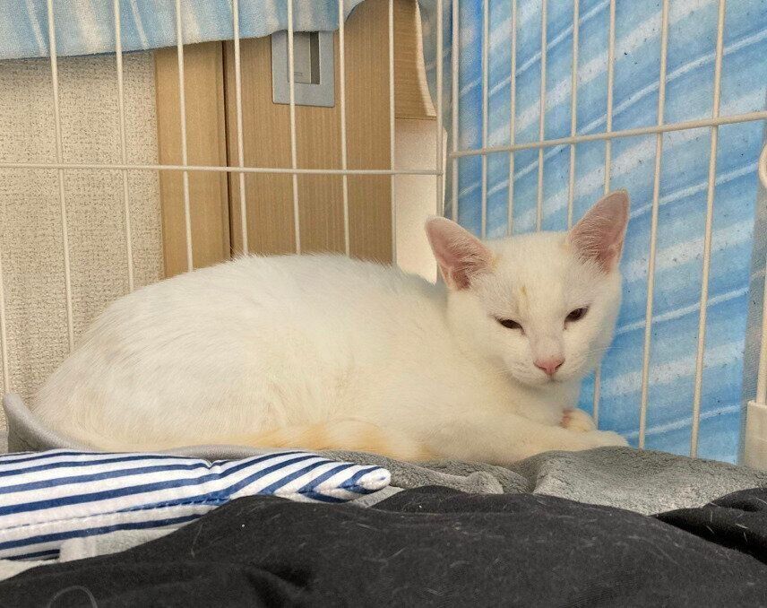 ケージの隅で眠そうな表情をするトラオくん