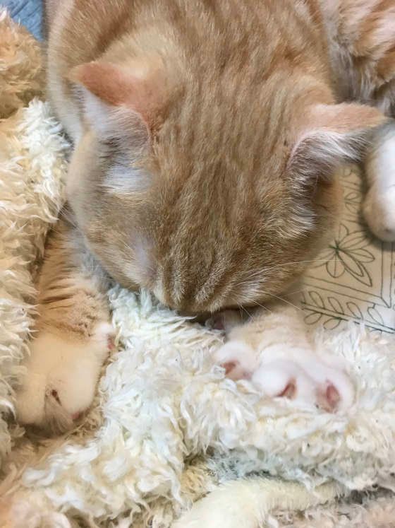 無心でふみふみする子猫