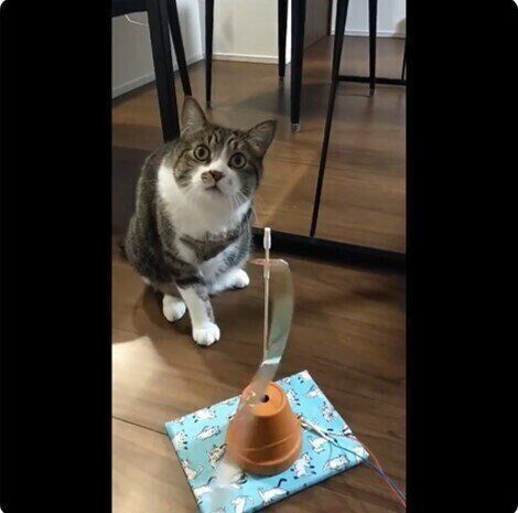 動くおもちゃと無反応な猫