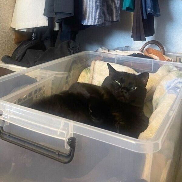 トムくんの大きな体に衣装ケースがぴったり