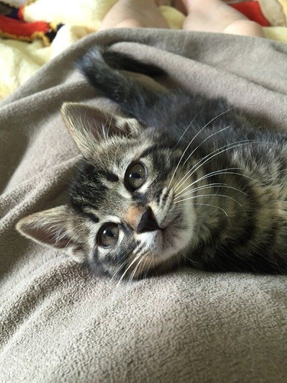 膝の上にのる茶トラ