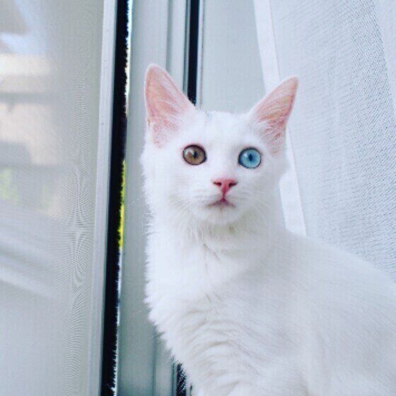 窓際族のごまちゃん