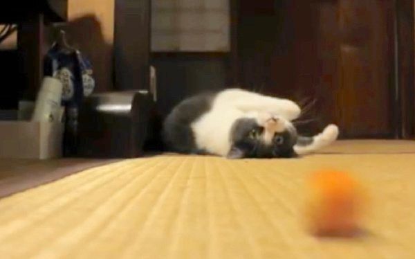 独特なボール遊びをする猫