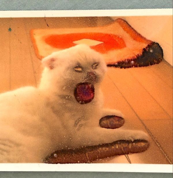 写真の印刷を間違えて、とんでもない姿になったむくちゃん