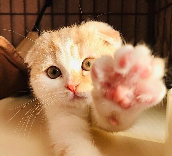 前足を伸ばすまかろんちゃん