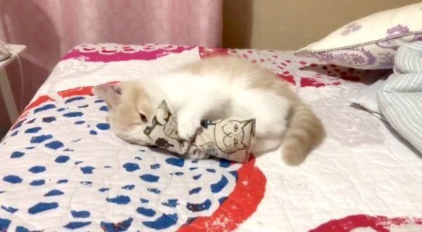 けりぐるみを蹴るブリティッシュショートヘア