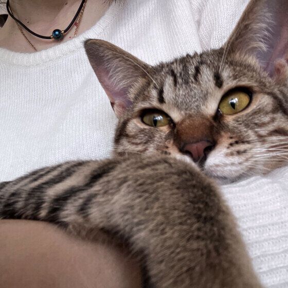 マオ  MIX　キジトラ   飼い主が甘えてる方