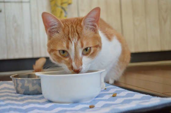 食事中の茶トラ