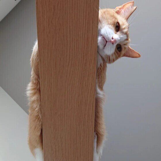 こちらをのぞくまおくん