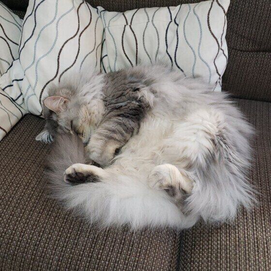 寝転がるサイベリアンの男の子