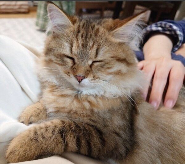 膝の上でくつろいで幸せそうなリーンちゃん