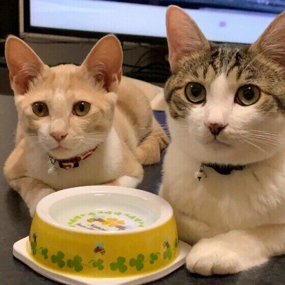 キジトラ　りくくん