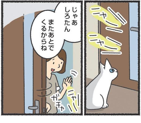 先住猫と新入り猫の対面時に気をつけたいこと