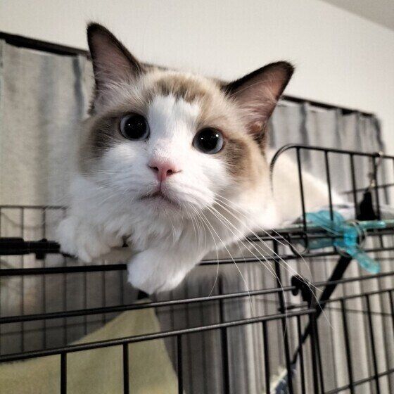 ラグドールのコテツくん