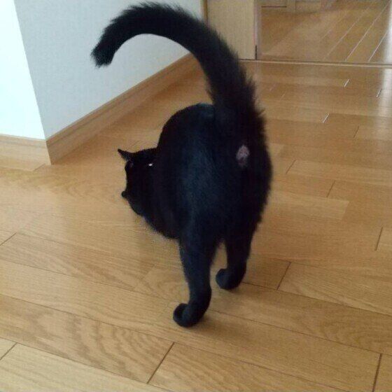 MIX黒猫のふーちゃん