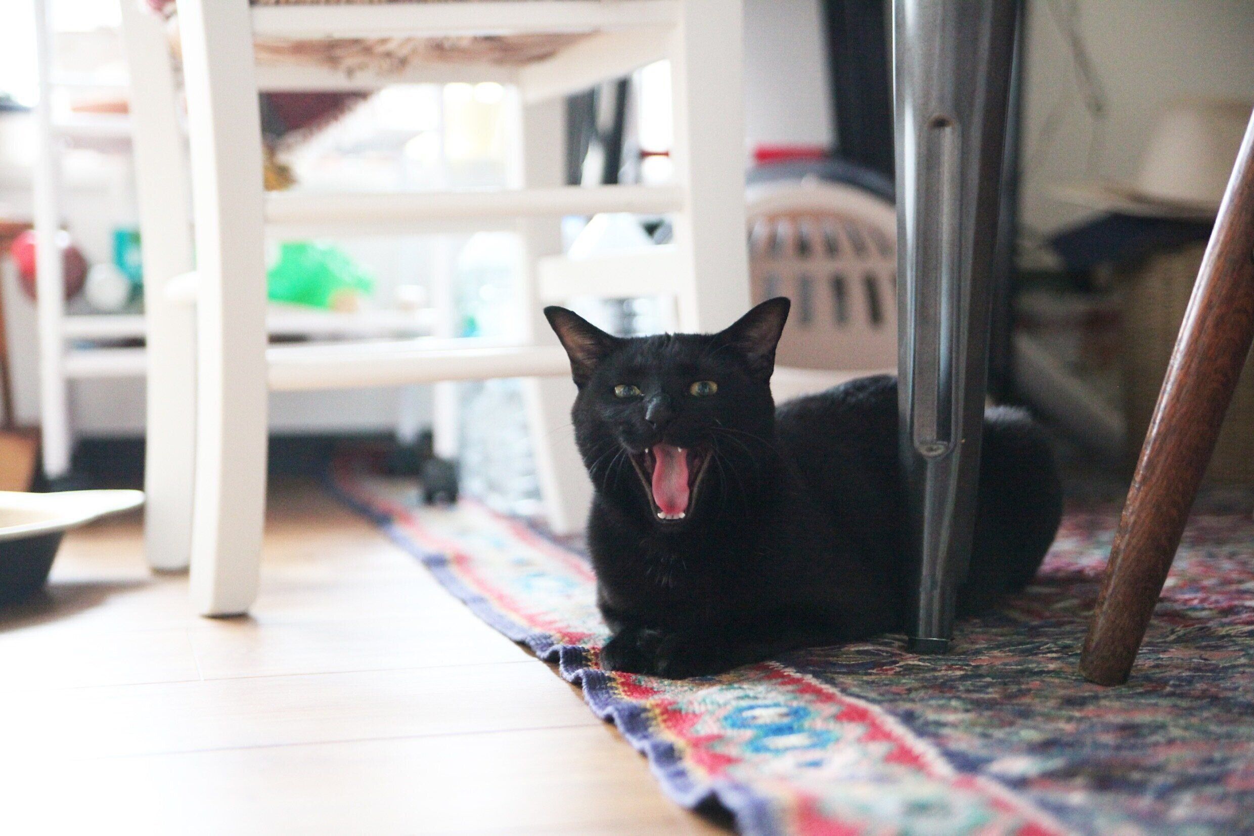 撮影／ねこのきもち読者