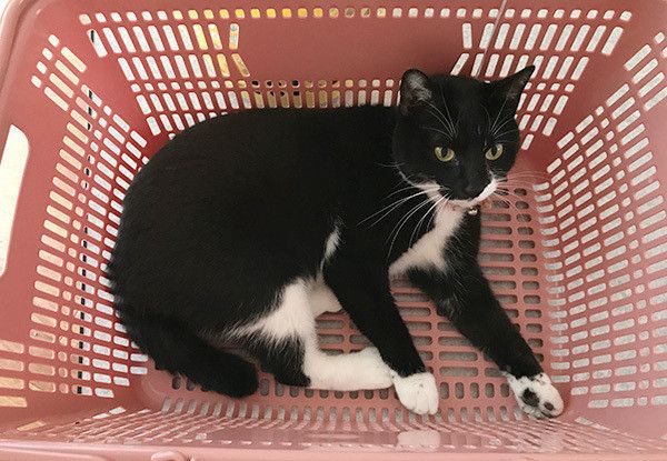 カゴに入る猫