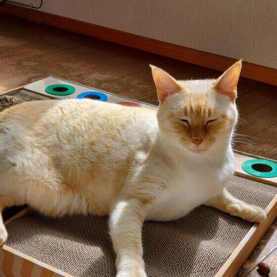 新しい爪とぎシャムのらいむちゃん