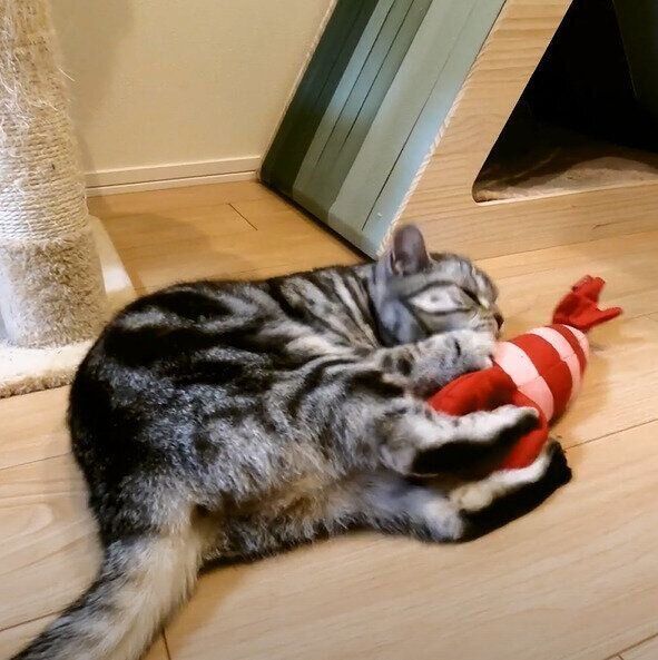 けりぐるみを抱くコニーちゃん