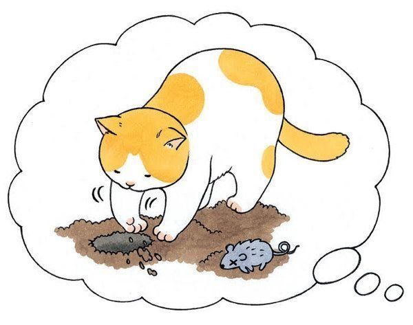 愛しき猫のふしぎ