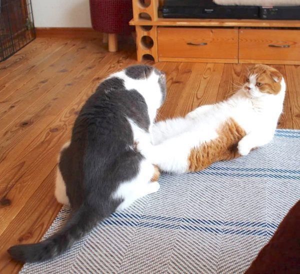 腹筋をするスコティッシュフォールド