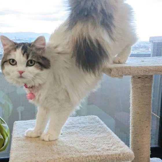 キャットタワーで遊ぶスコティッシュフォールド