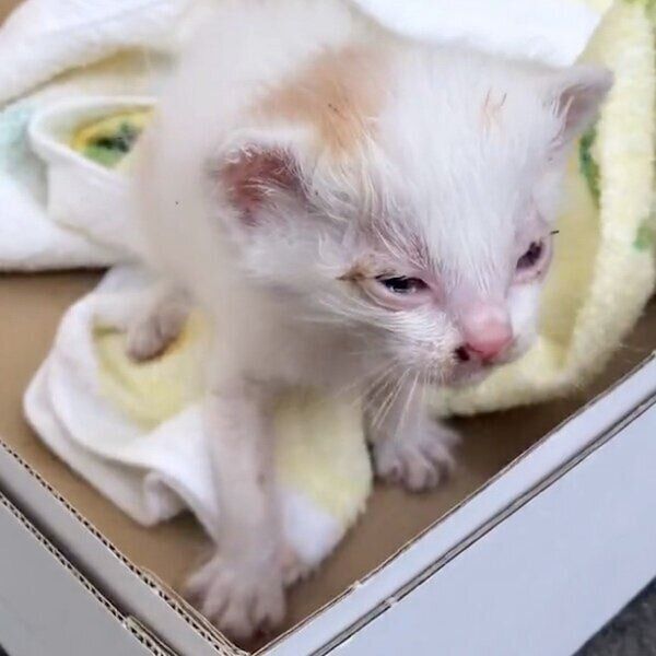 生まれてすぐに捨てられていたのび太くん