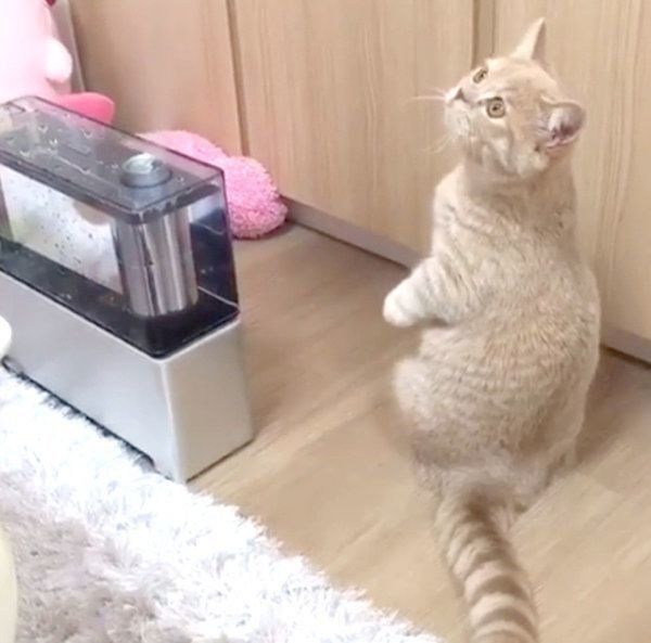 加湿器が気になるここちゃん