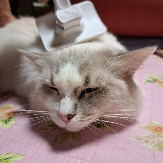 ラグドールのクレアちゃん