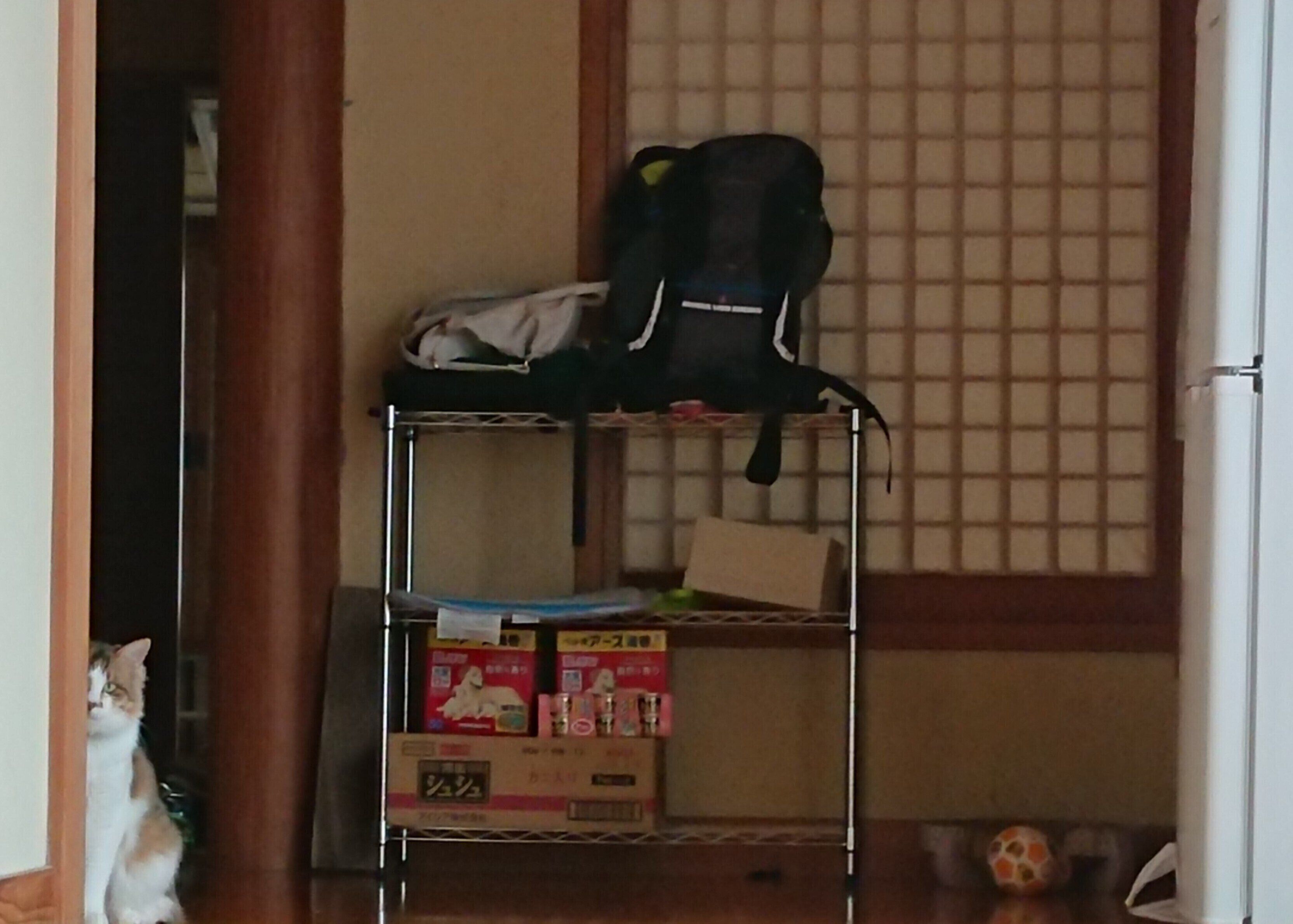 画像／読者提供