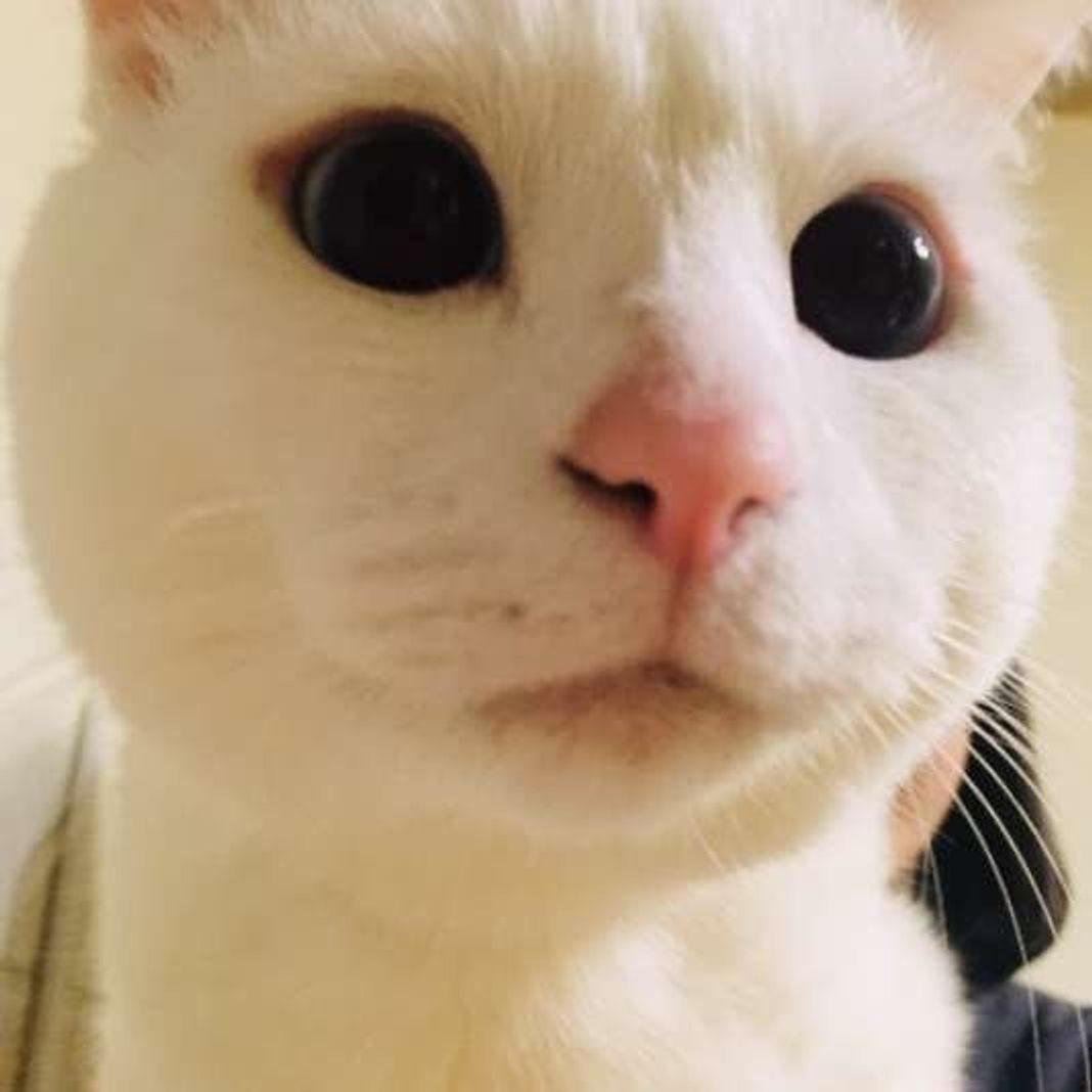 白い毛がまじるほど甘えんぼうって本当 猫の毛柄と性格のヒミツ ねこのきもちweb Magazine 白い毛がまじるほど甘えんぼうって本当 猫の毛柄と性格のヒミツ ねこのきもちweb Magazine
