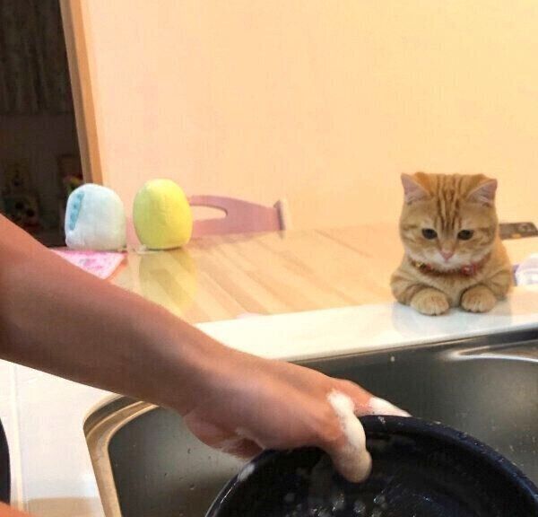 洗い物する様子を見つめるぷてぃこちゃん