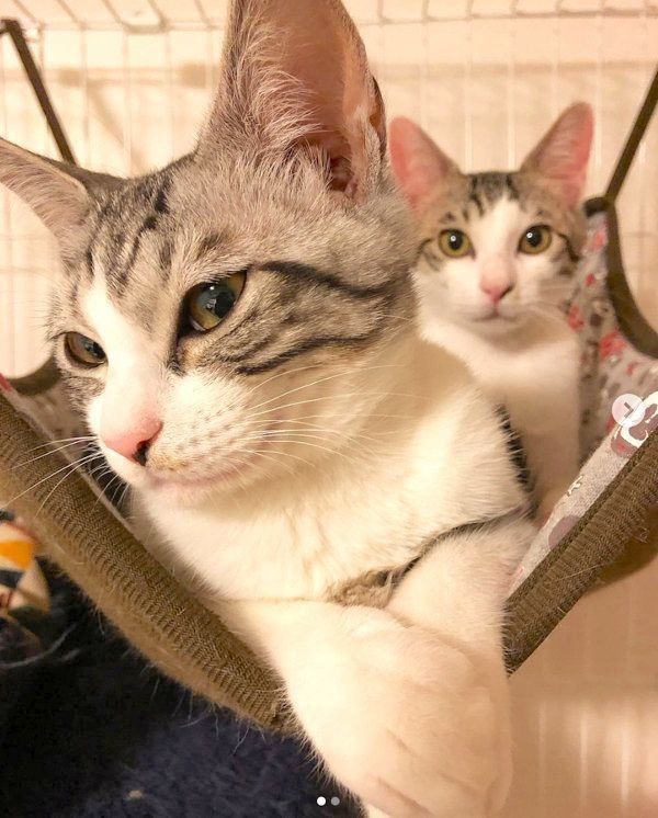 元保護猫・ココアちゃんとラテちゃん