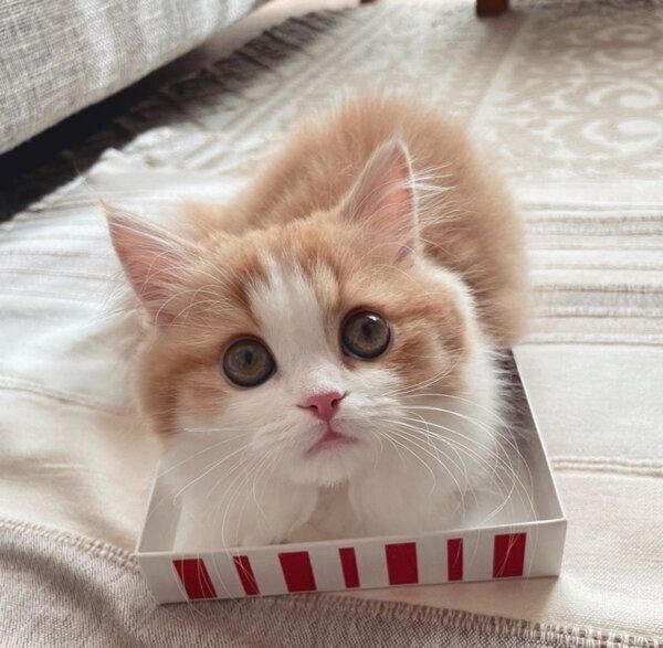 箱の中に入るなぎちゃん