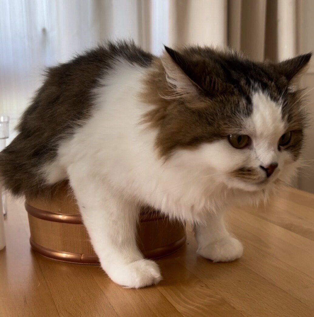 小さな桶に入るこむぎくん