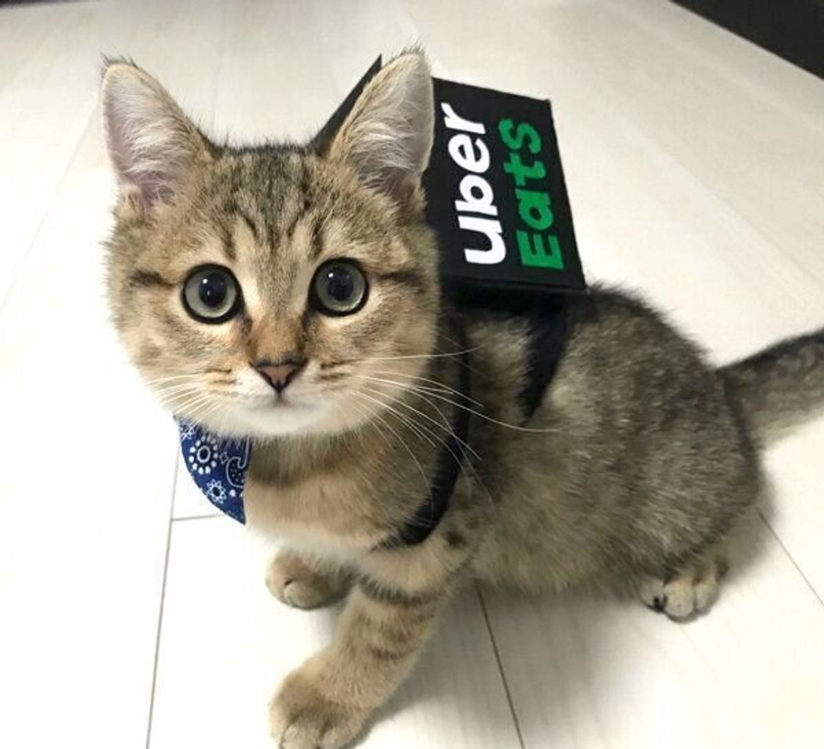 うちにも来てください Uber Eatsの配達員に扮した子猫の可愛さ爆発 ねこのきもちweb Magazine うちにも来てください Uber Eatsの配達員に扮した子猫の可愛さ爆発 ねこのきもちweb Magazine