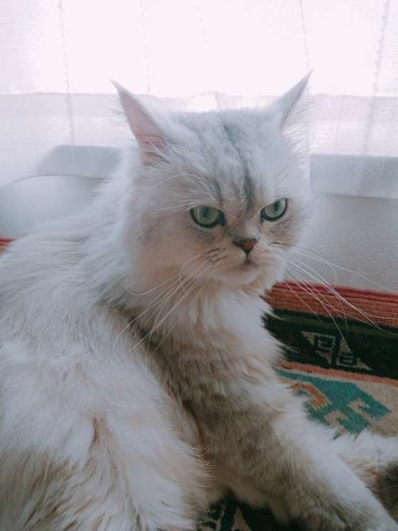 イカ耳で警戒するペルシャ