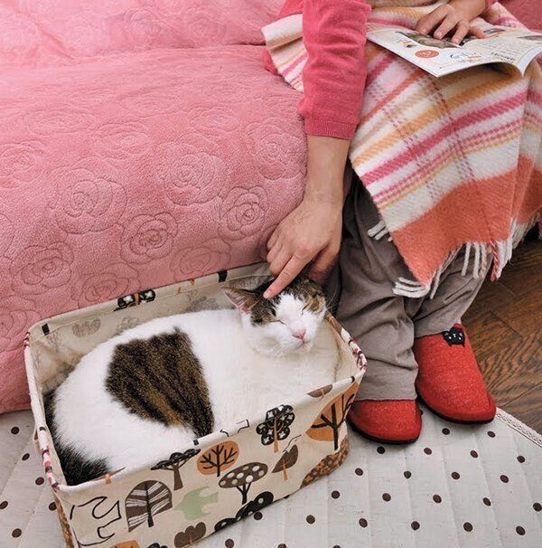 撫でてもらう猫