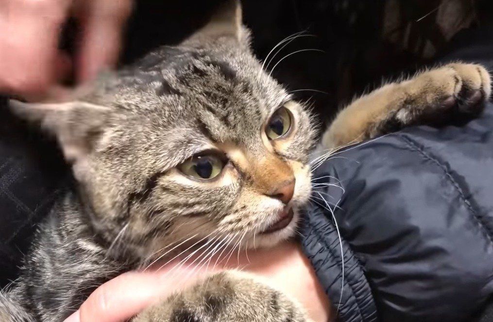 顔のアップの猫