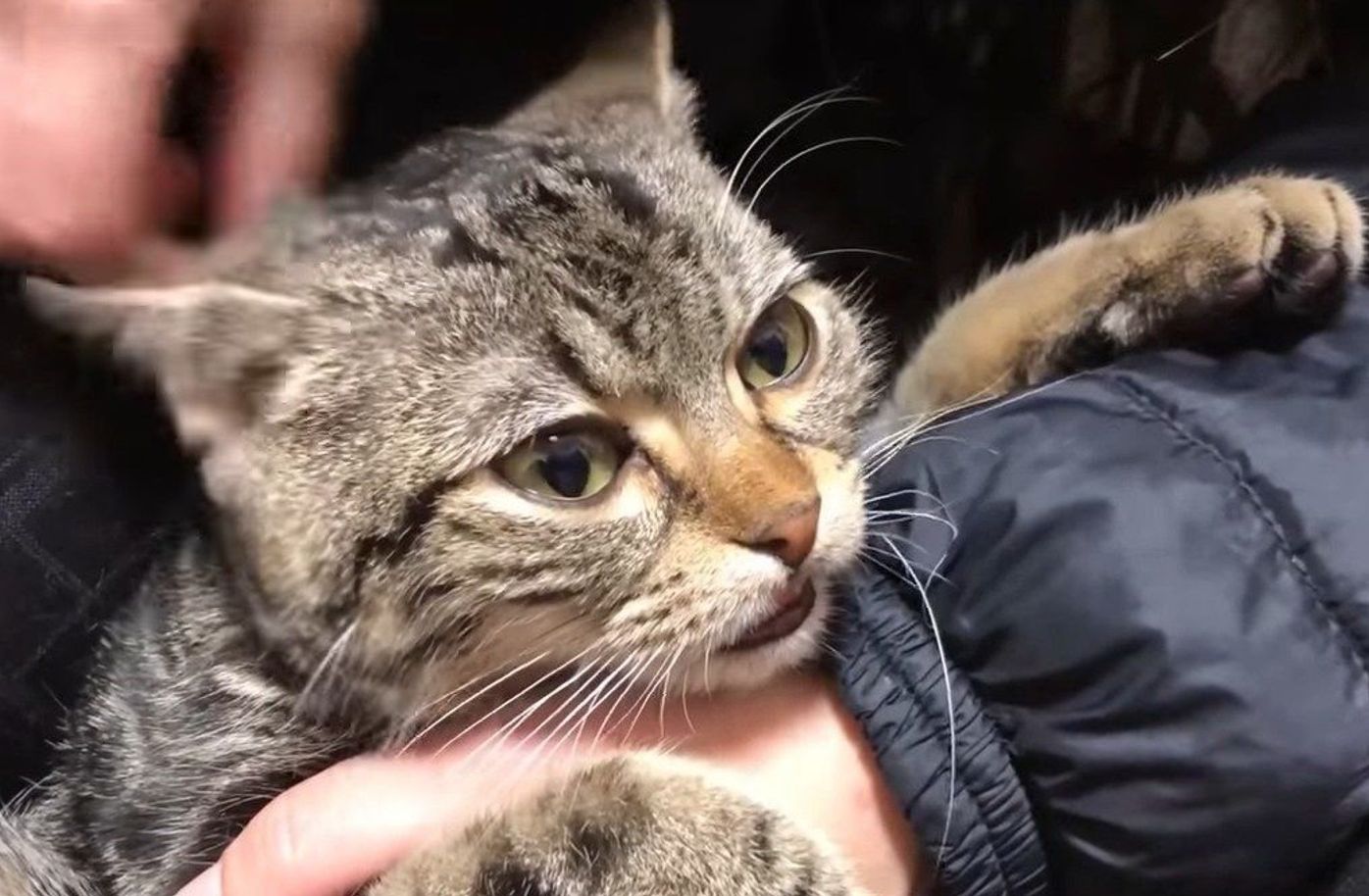 至極のマッサージで 意識が飛びそうになる猫 ねこのきもちweb Magazine