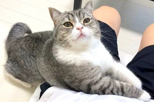 猫に絵本を読み聞かせてみたら→「破壊的な可愛さ」に悶絶しちゃう 正規店仕入れの ♡もち様専用♡ ブーツ