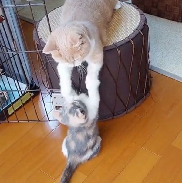 遊ぶマンチカン