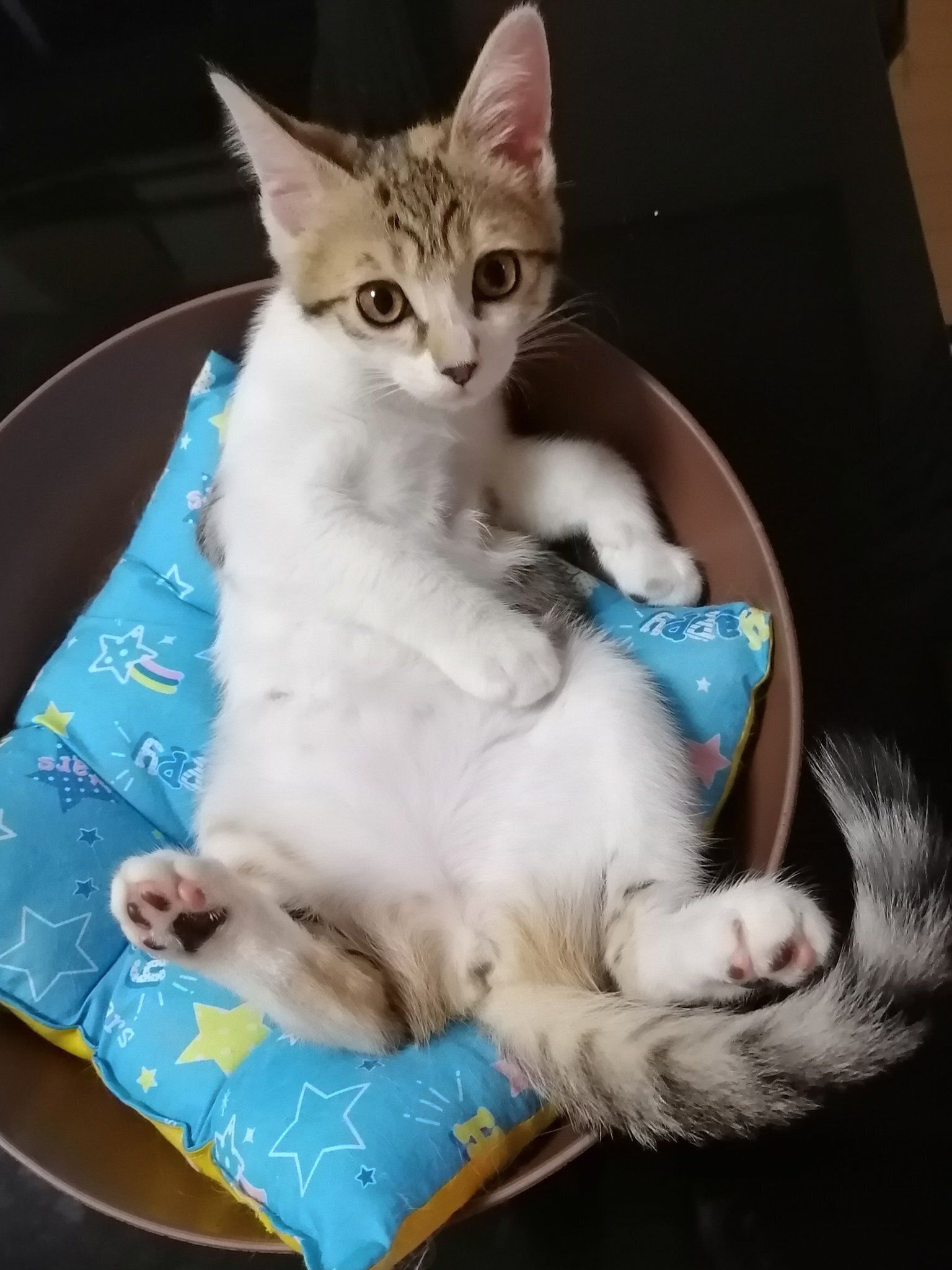 推定生後3カ月の子猫