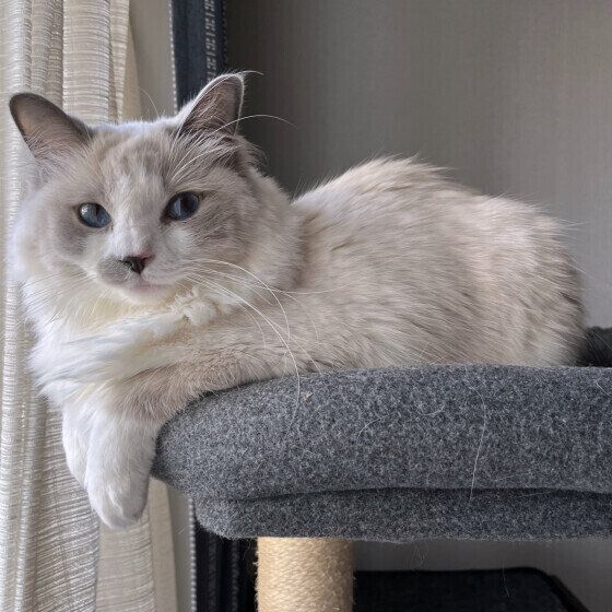 ラグドールのしおちゃん